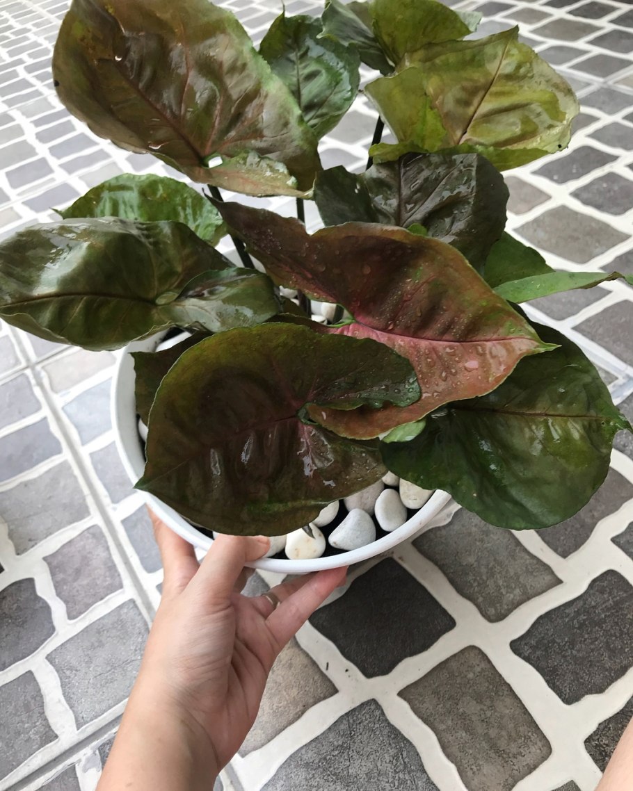 Сингониум Брокант