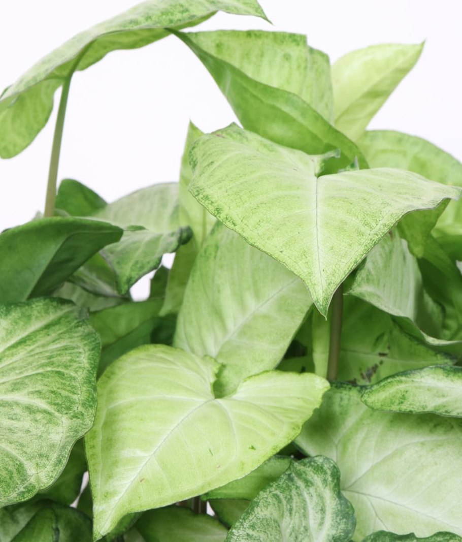 Сингониум неон