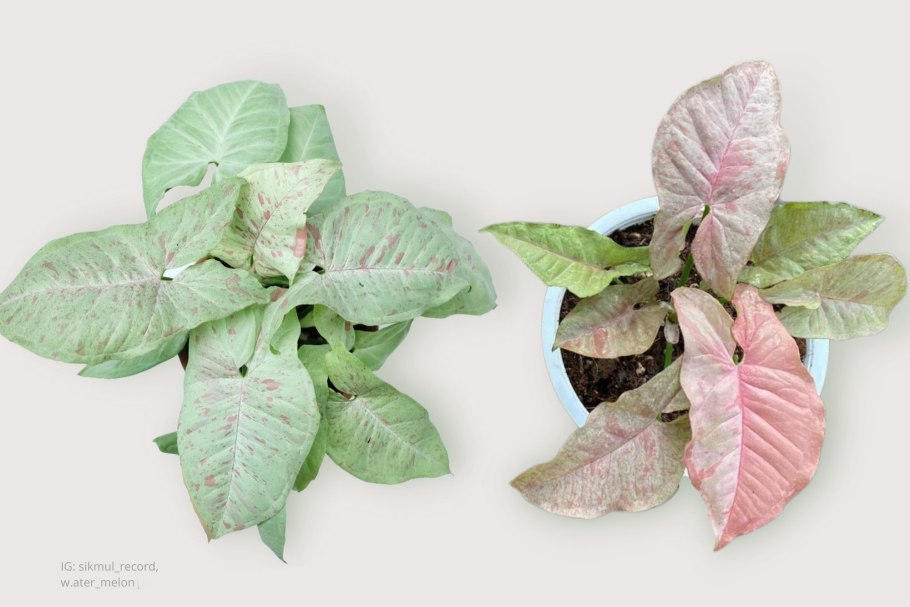 Syngonium podophyllum 'variegata'