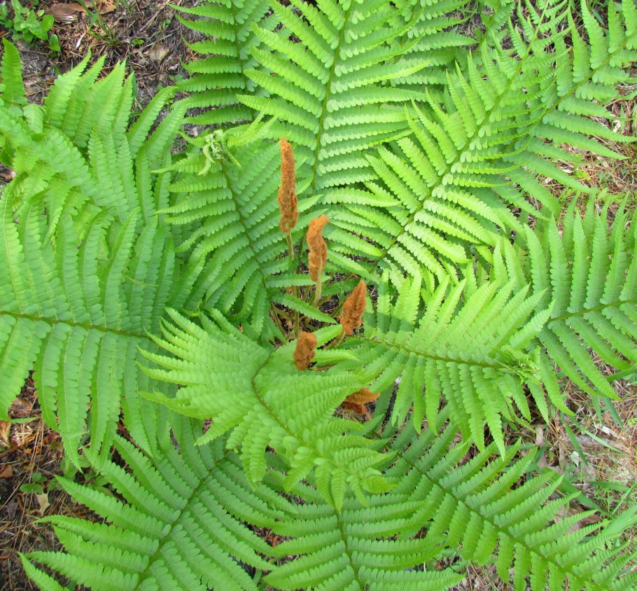 Osmunda claytoniana l.