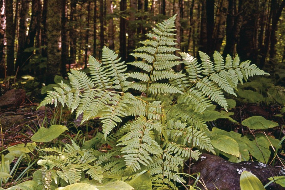Osmunda cinnamomea
