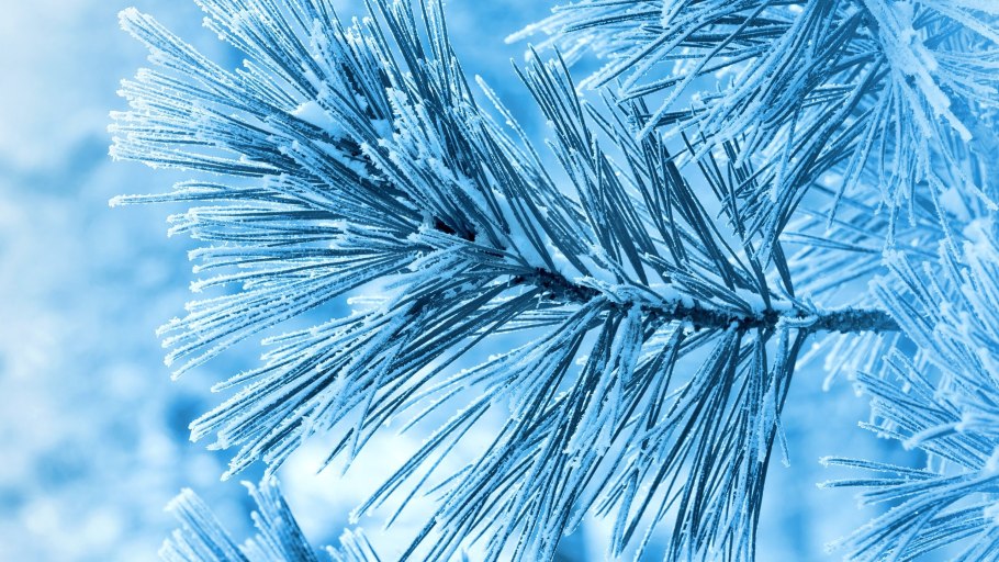 Заснеженная ветка