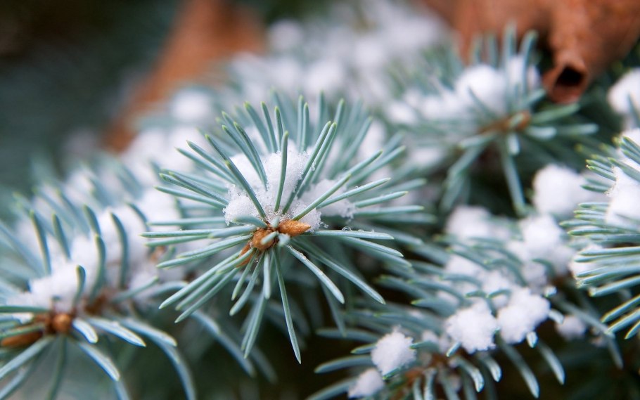 Голубая ель в природе