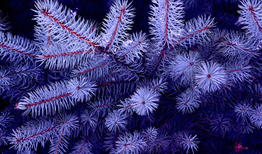 Елка в лесу