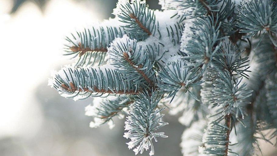 Еловые ветки в снегу