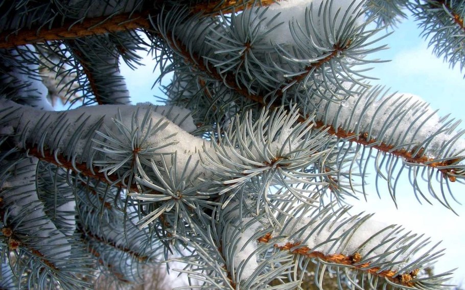 Заснеженные сосны