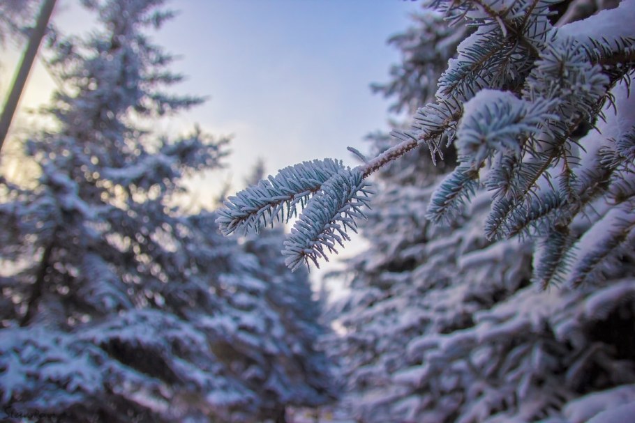 Голубая ель макро