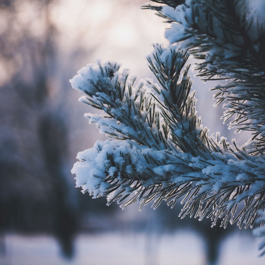 Ель на севере