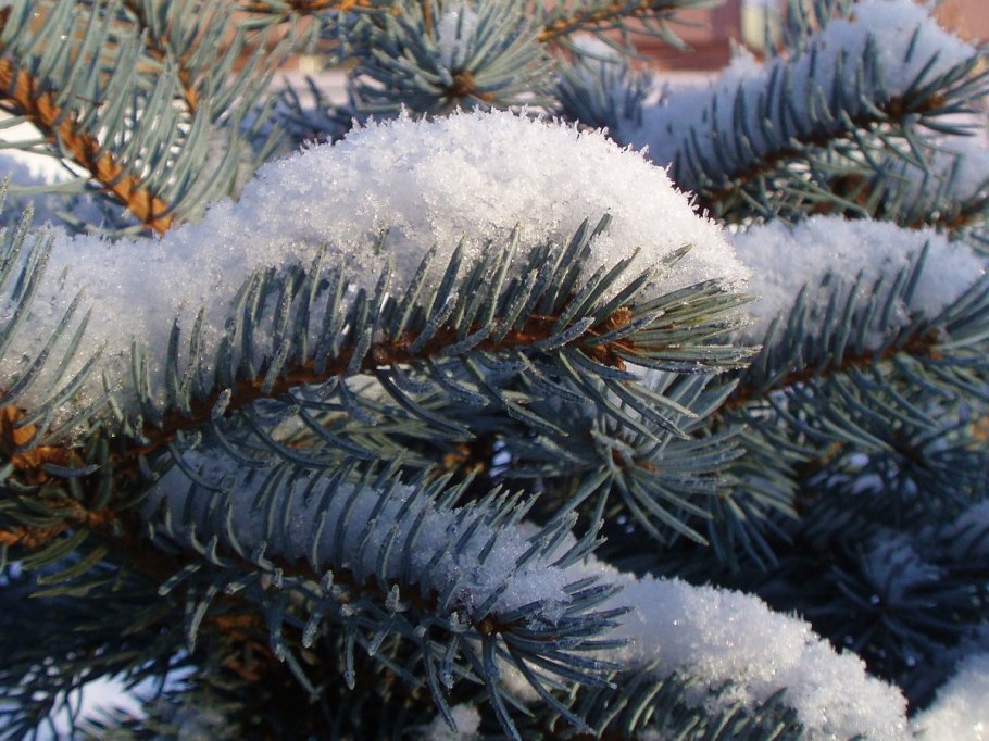 Ветка голубой ели