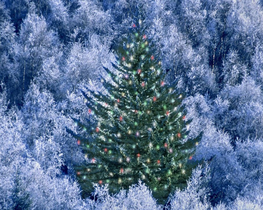 Ель Кристмас Блю