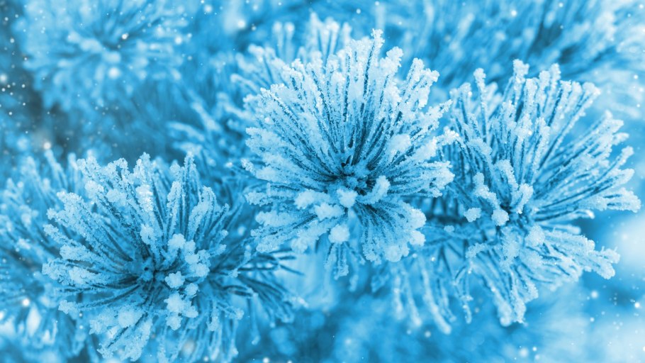 Ель голубая