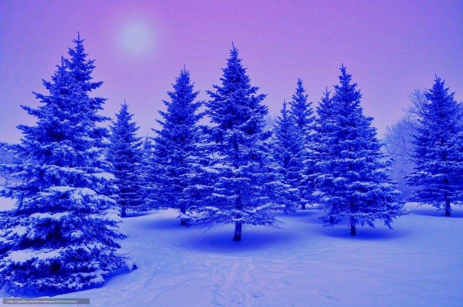 Голубые ели на аву со снегом