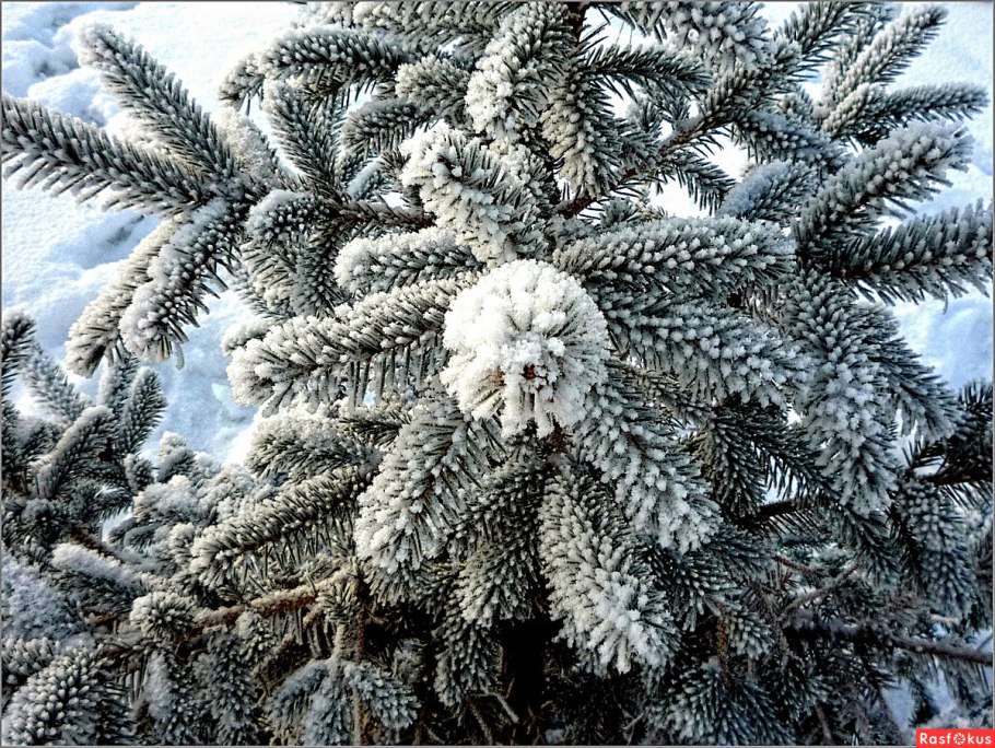Пихта Фрости (Frosty)
