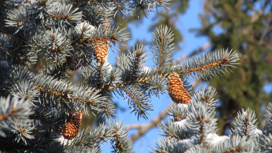 Ель с шишками в снегу