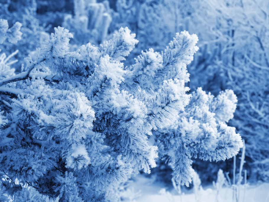 Голубая ель зимой