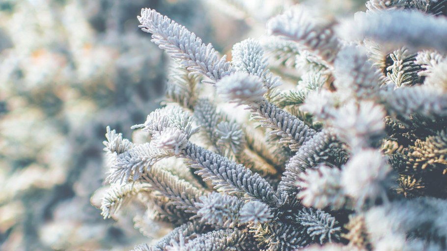 Голубая ель иней