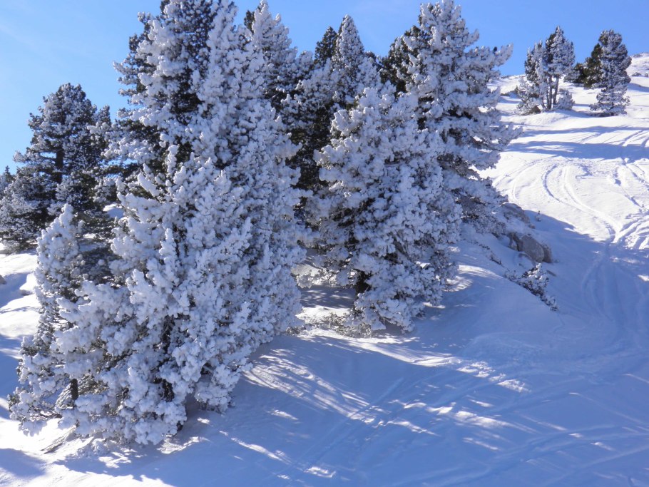 Ель под инеем