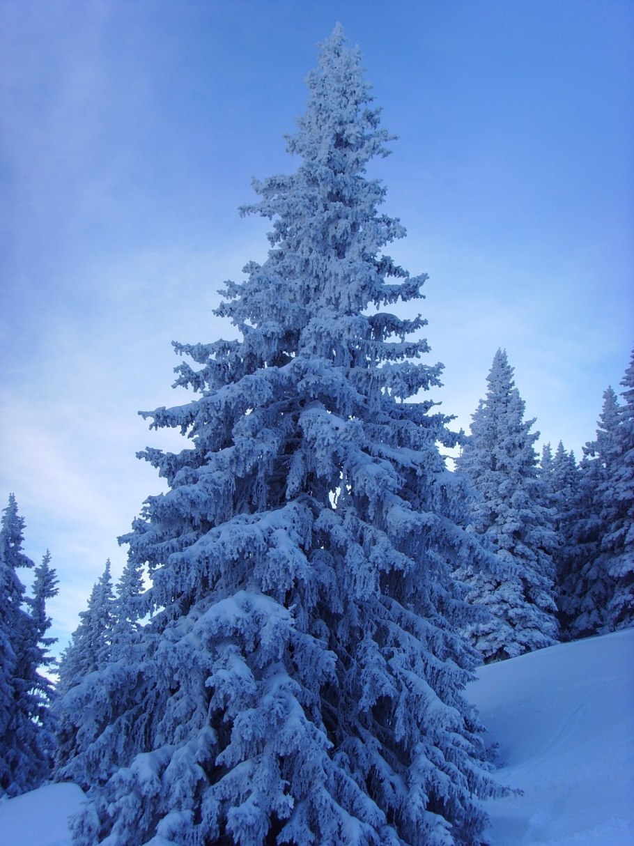 Сказочный зимний лес