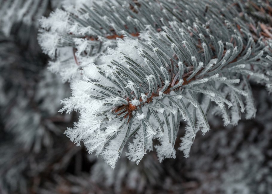 Голубая ель в снегу