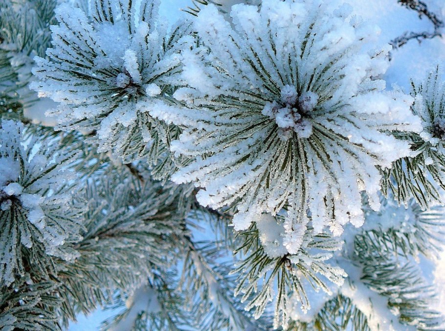 Сказочный зимний лес