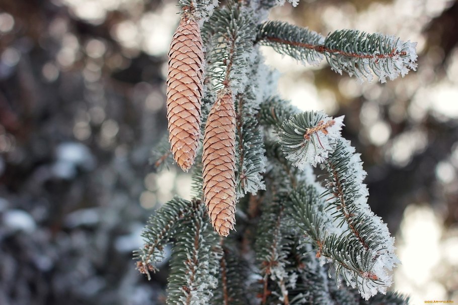 Макросъемка зима