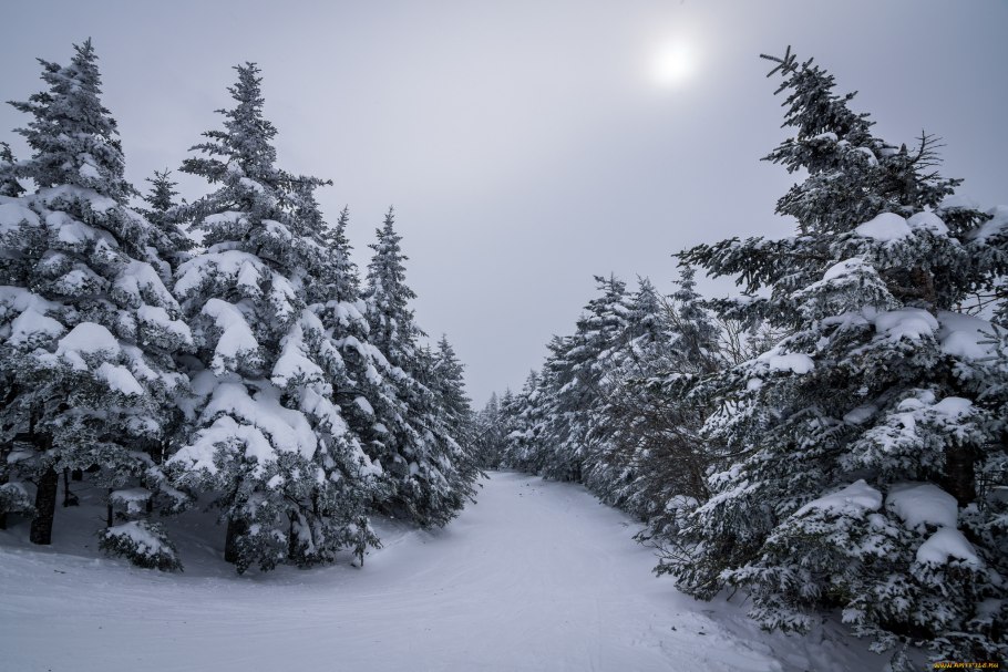 Заснеженная ель