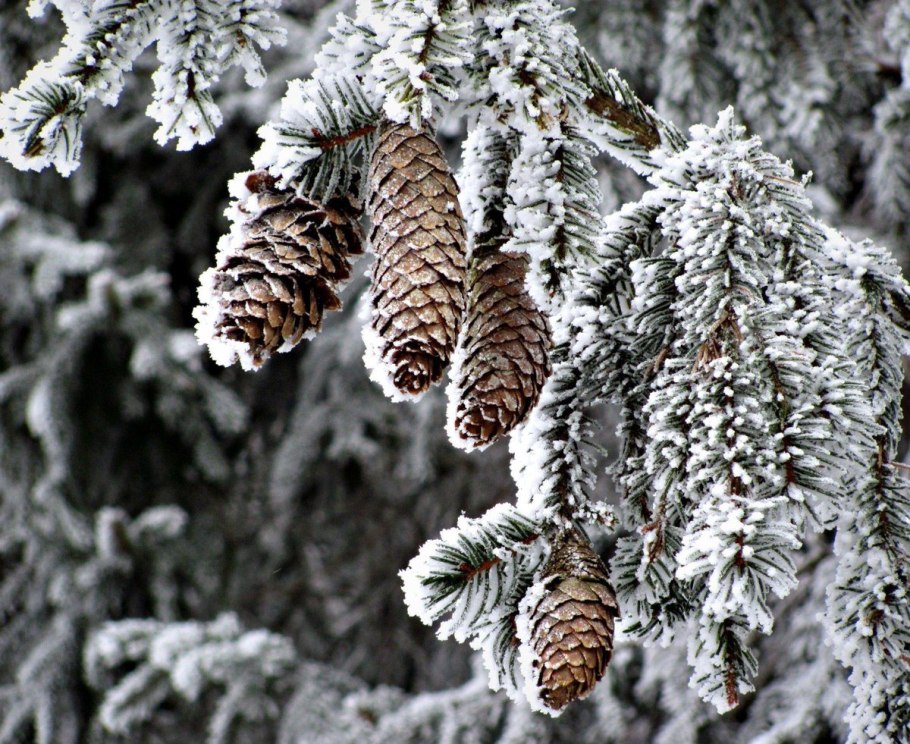 Picea Mariana