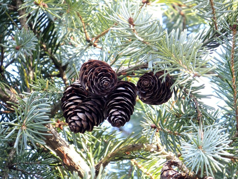 Ель Сербская шишки