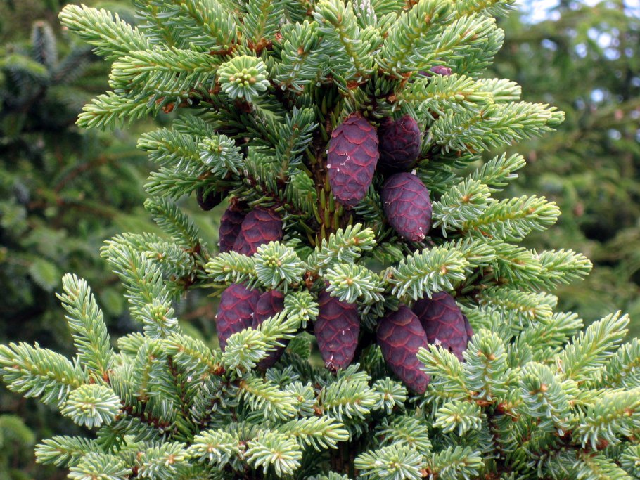 Picea Mariana Beissneri