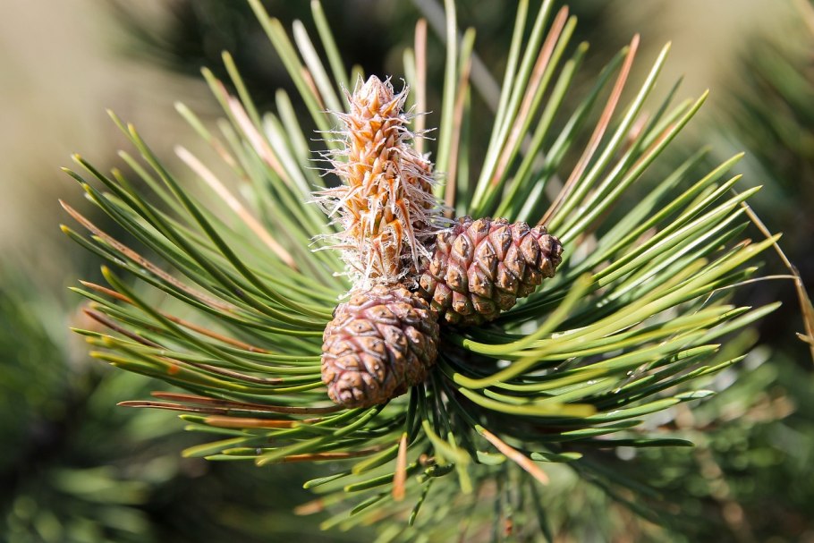 Picea Mariana
