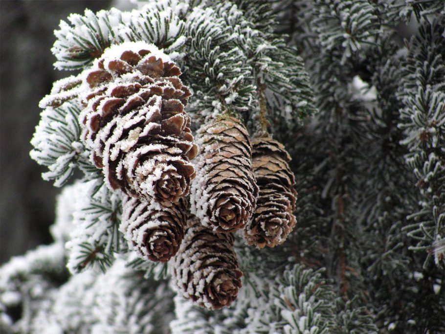 Пихта цельнолистная хвоя