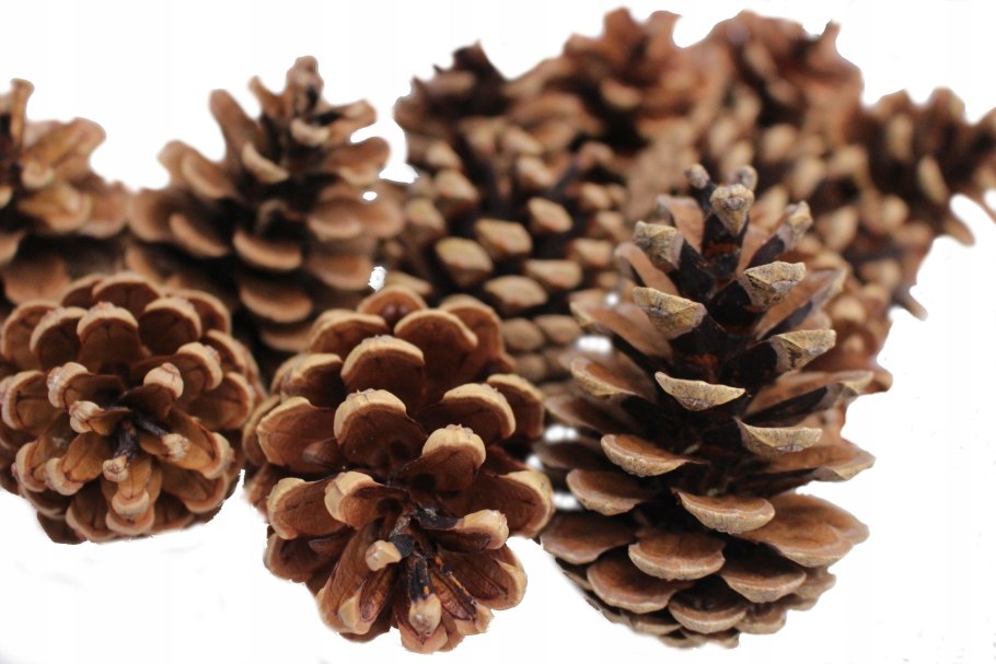 Ель Северной Америки