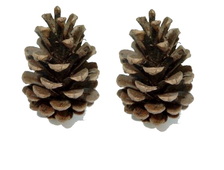 Секвойя вечнозелёная шишки