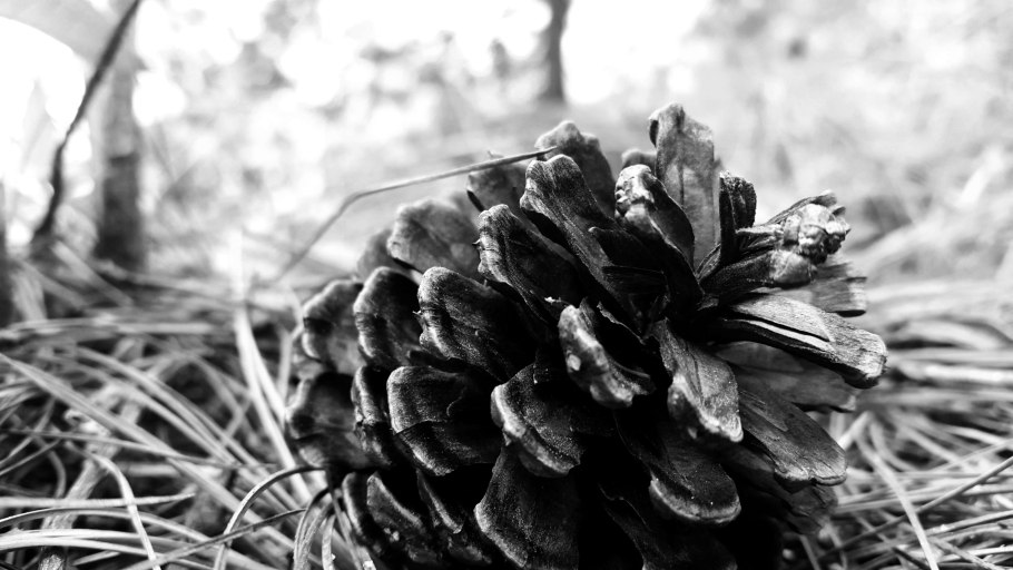 Макростробилы пихты сибирской