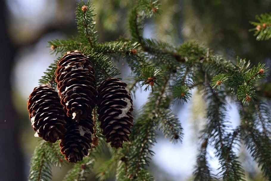 Шишки хвойных фото и названия