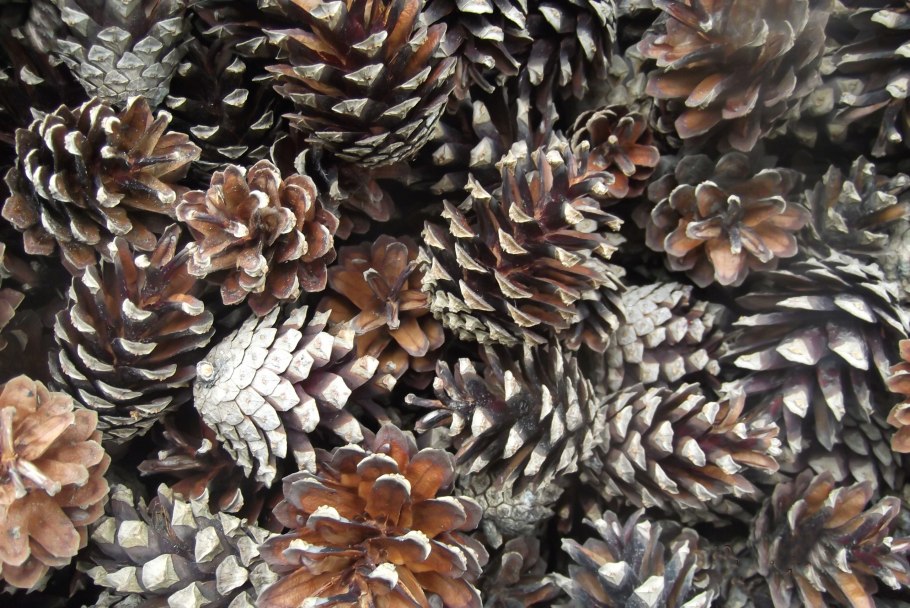 Пихта Уральская