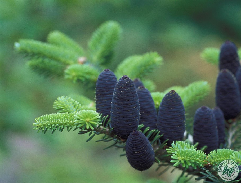 Пихта Абиес Кореана