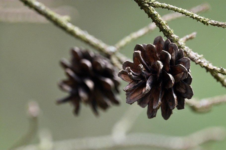 Пихта Киликийская шишки