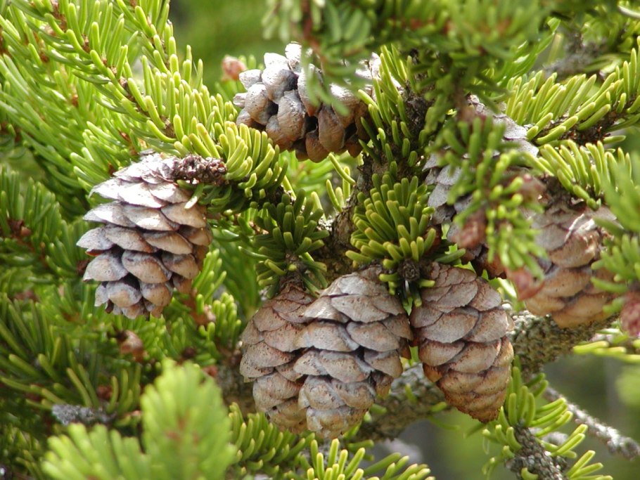 Pinus elliottii шишки