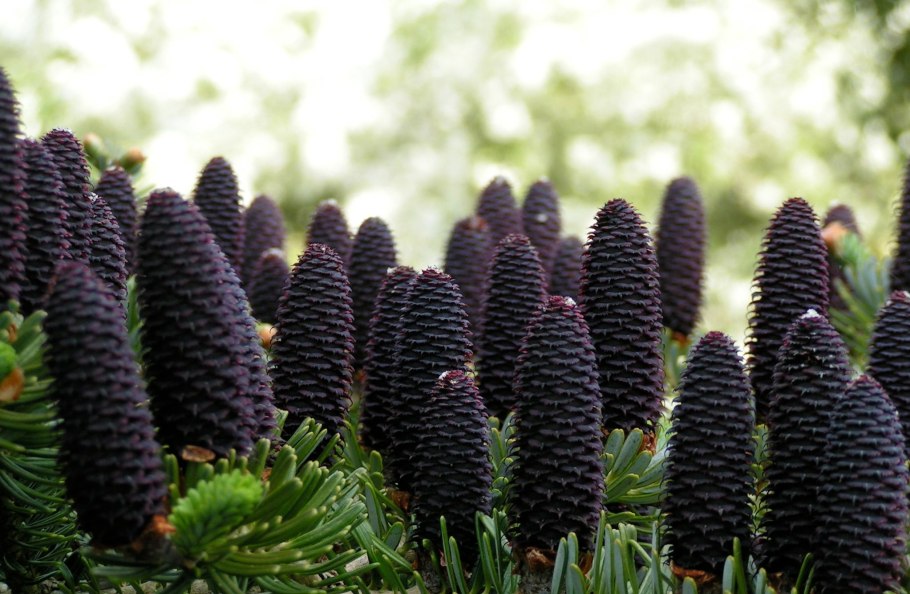 Пихта цельнолистная шишки