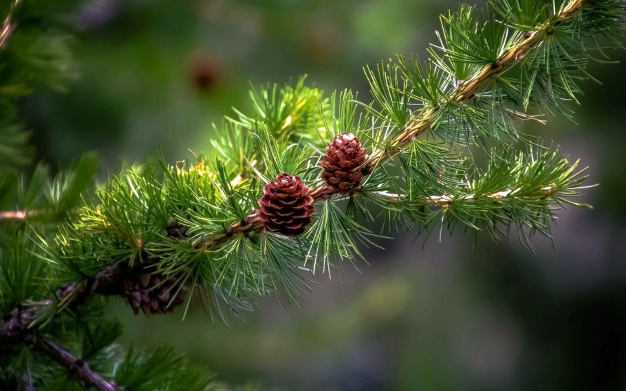 Пихта Абиес Кореана