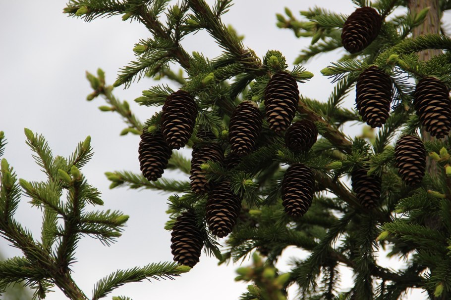 Picea Mariana