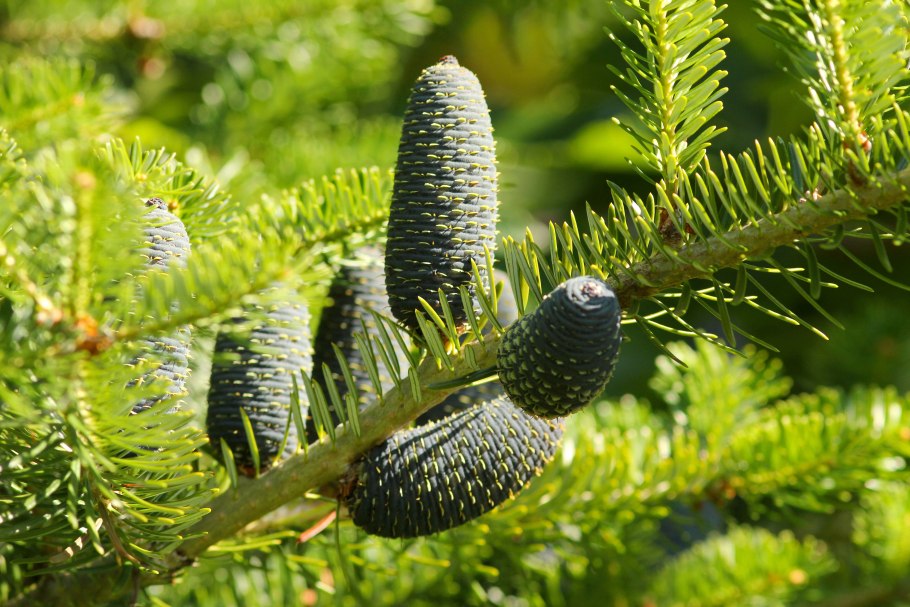 Пыль с шишек