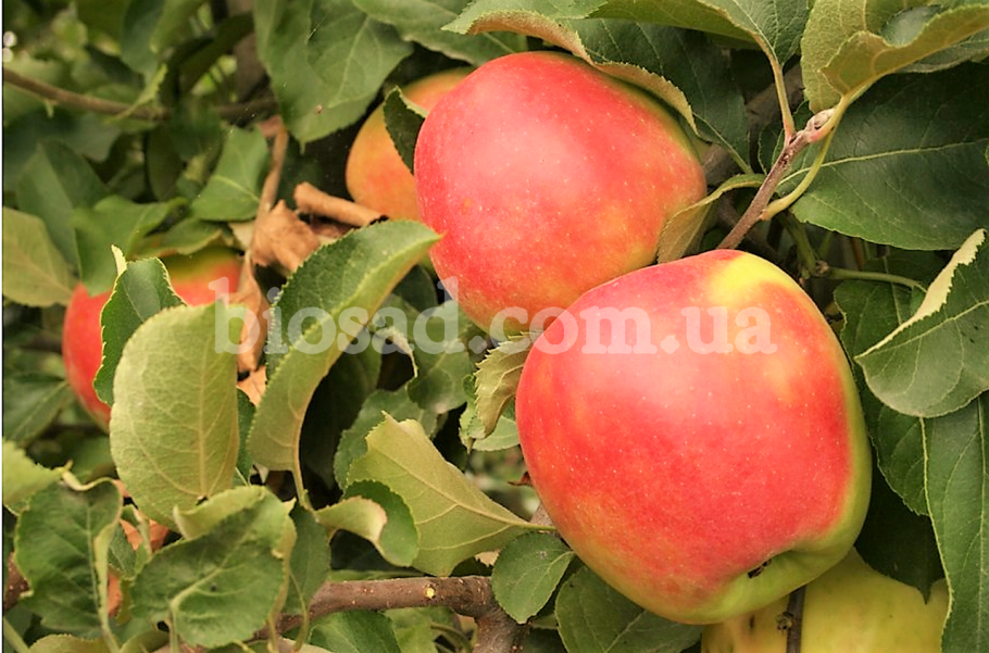 Рубин чешский яблоня