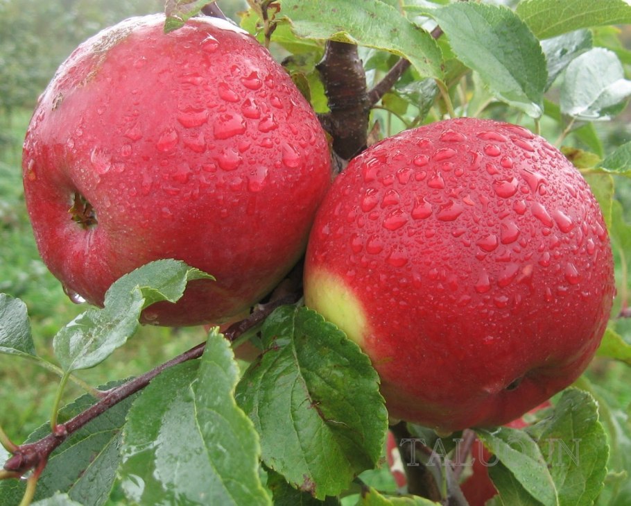 Саженцы яблони Лигол