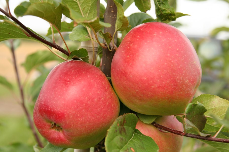 Яблоня лодель