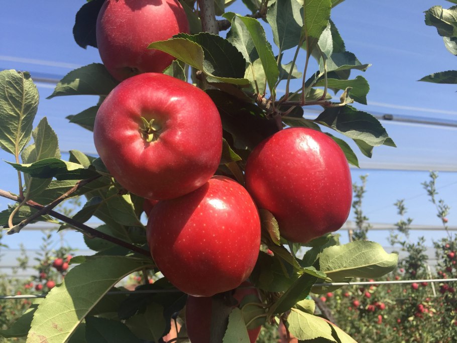 Эвелина сорт яблок