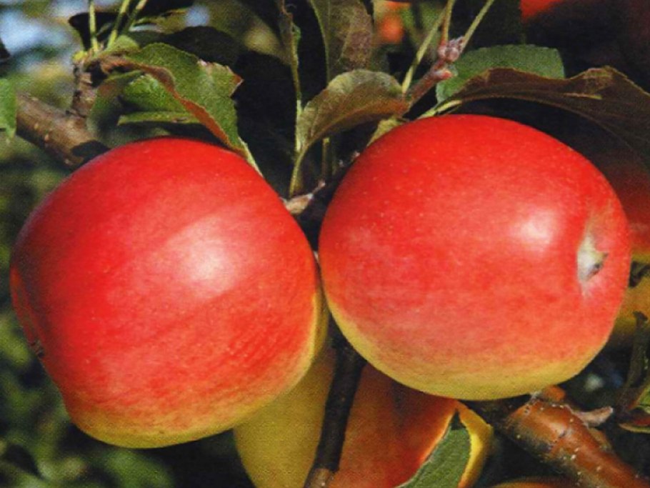 Яблоня Родниковая