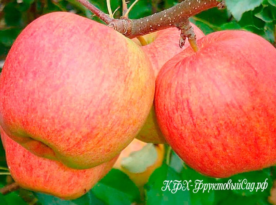 Яблоня Озарк Голд (4 года)