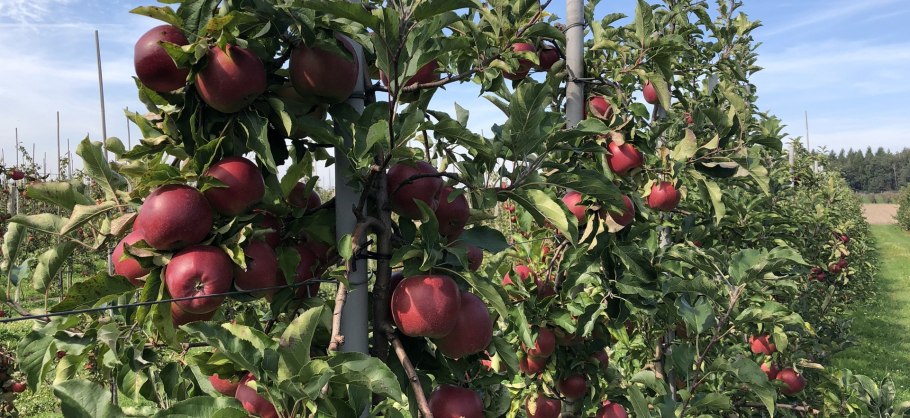 Сорт яблони Лигол